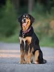 Hunde