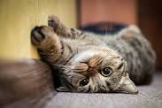 Katzen